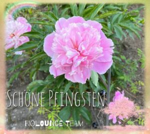 BIOlounge Magdeburg ist hier: BIOlounge Magdeburg